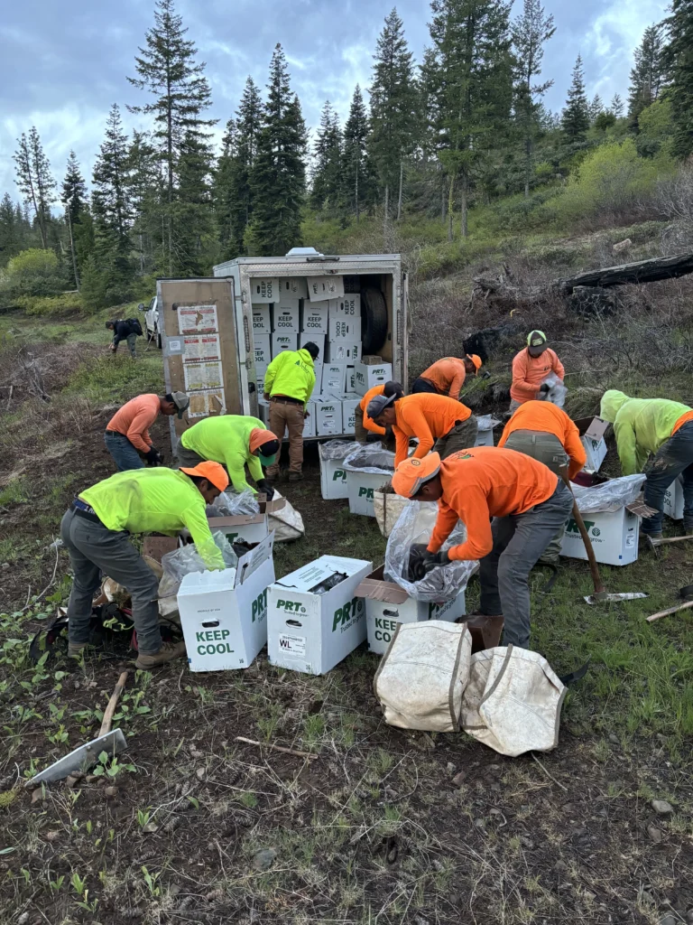 Sustainable forest management 4