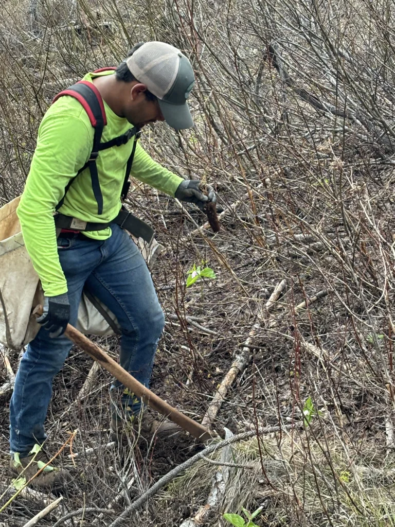 Sustainable forest management 3