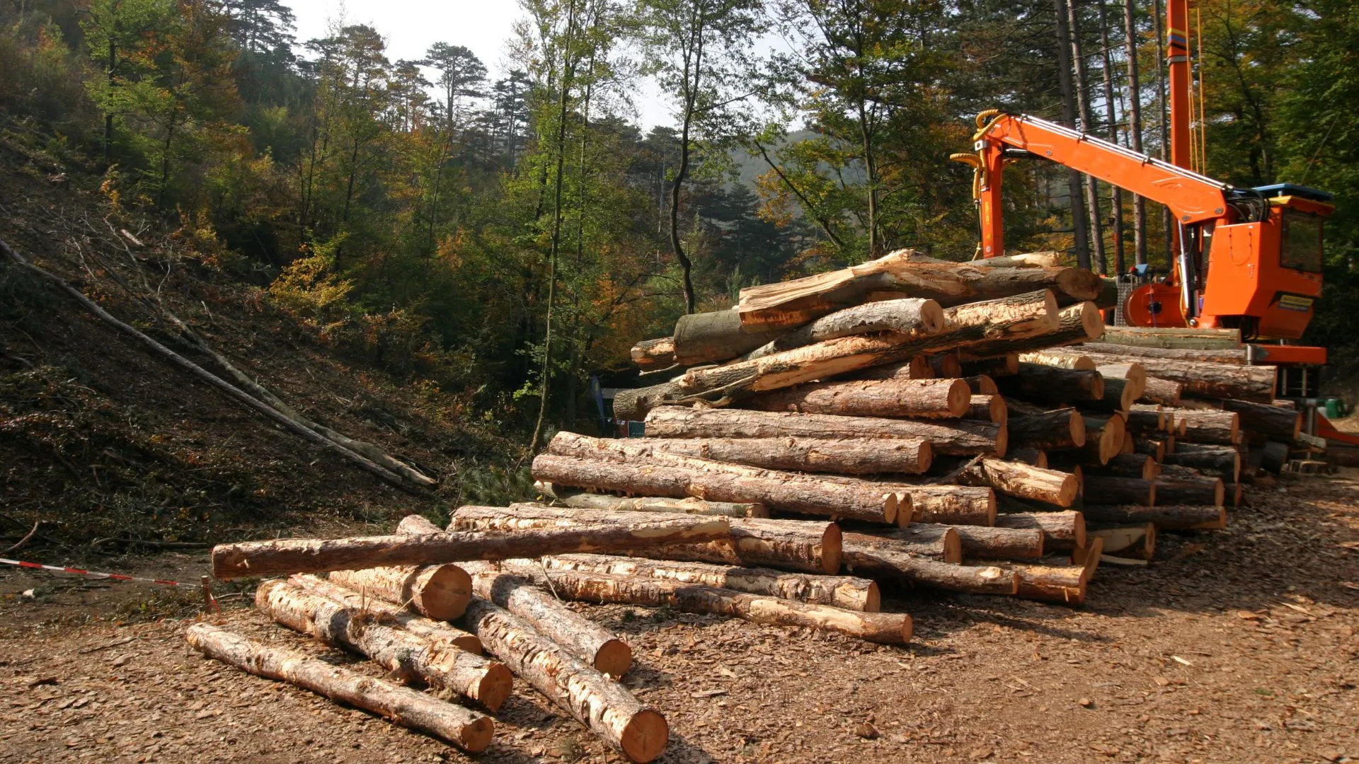 Timber Management: A Realtor’s Key to Explaining Land Value