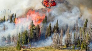 Wildfire Risk and Return