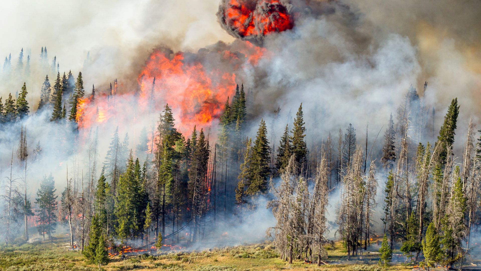 Wildfire Risk and Return